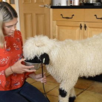 小姐姐吃羊鞭子视频,太刺激了！